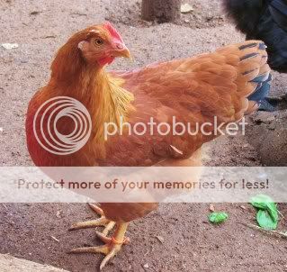 New Hampshire Chicken