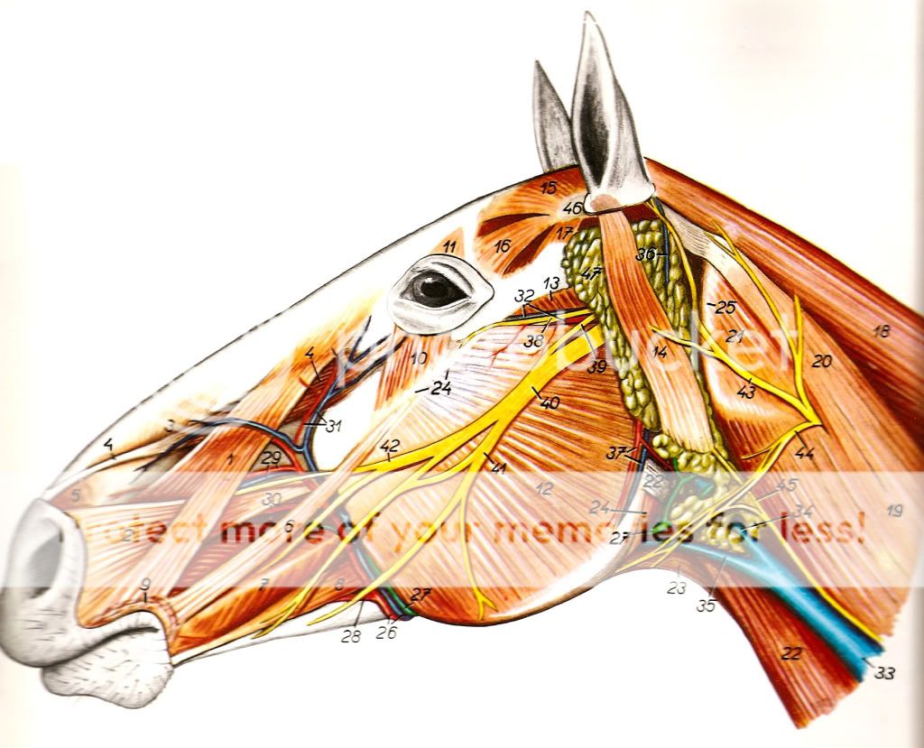 nervus facialis anatomy