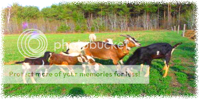 http://i435.photobucket.com/albums/qq73/Mary_Bridget/Bannieres%20du%20forum/Animauxdelafermesprings.png